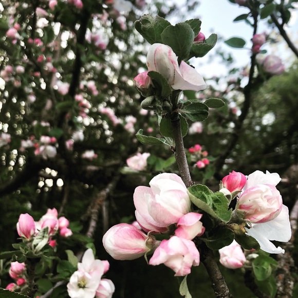 Meet your Posher, Martha - Picture 1 of 1